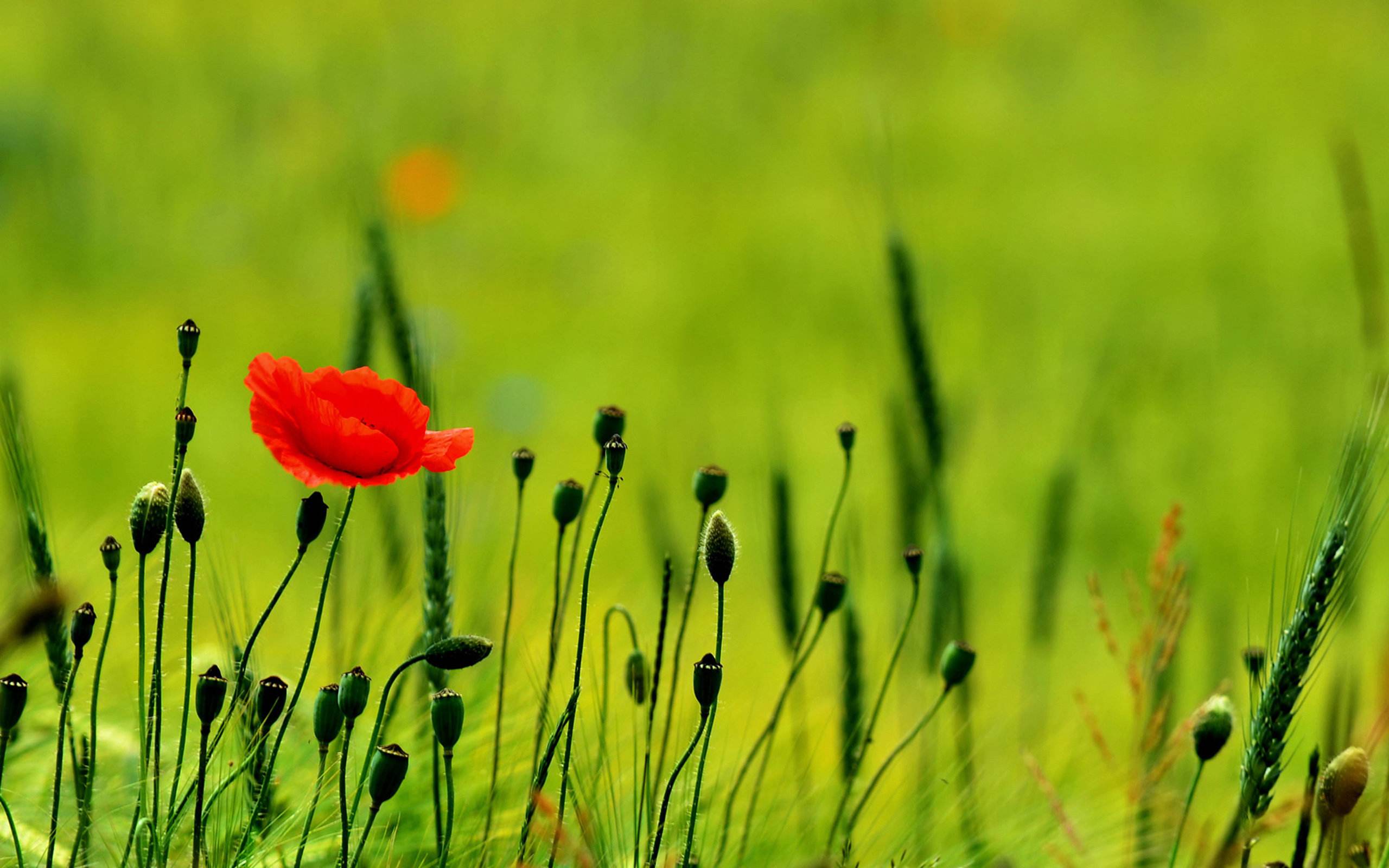 1583753690134388.jpg timg.jpg