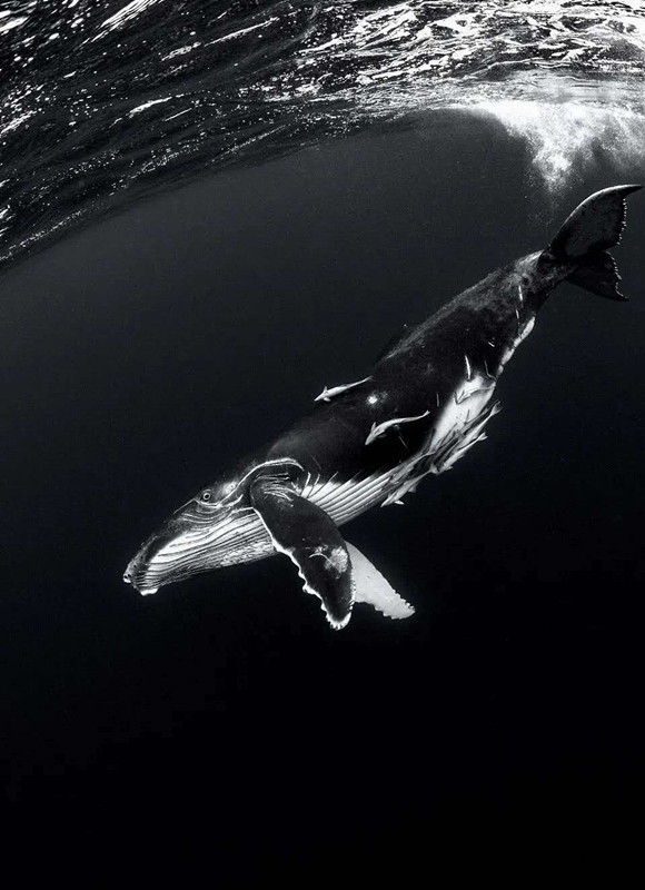 webwxgetmsgimg (1).jpg