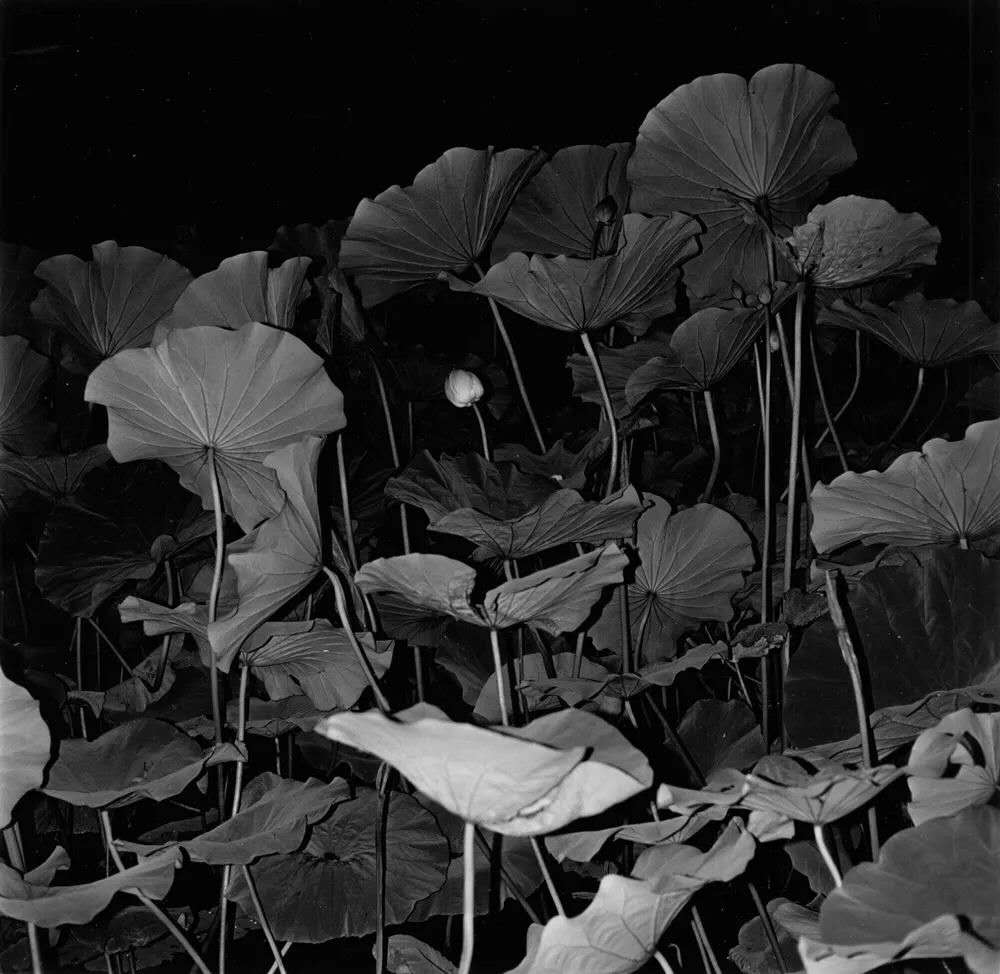 webwxgetmsgimg (20).jpg